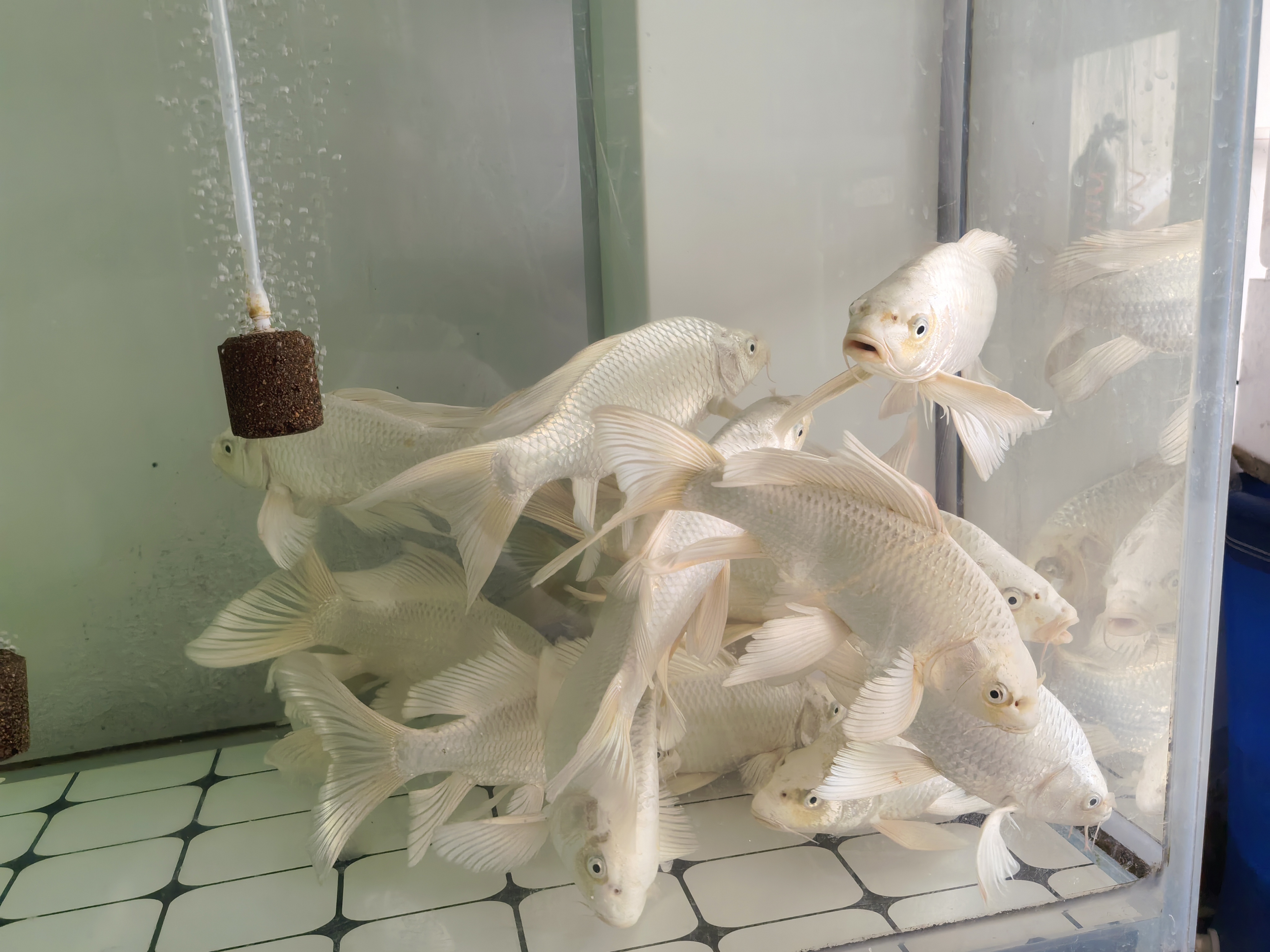 精品蝴蝶鲤普身体长16-18